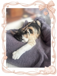 🐱