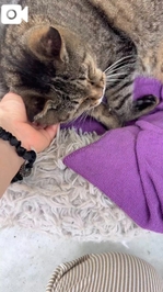 犬好き