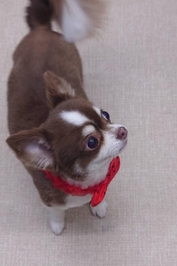 ありがとうございます