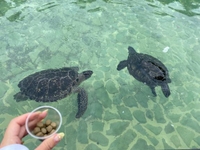 [お題]from:豚まんさん