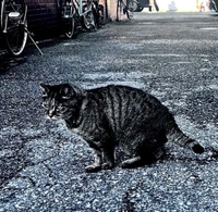 今日のトラちゃん🐱