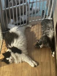 シンクロ🐱