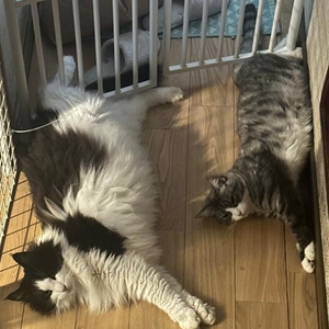 シンクロ🐱