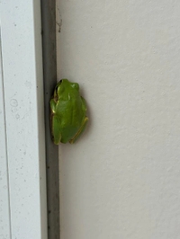 🐸発見(☆∀☆)