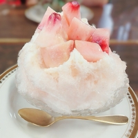 猫とアレルギー