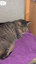 みたよ／シフト