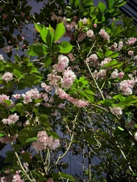6月も終わり、7月の始まり☔️