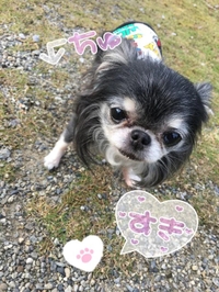 大型犬にも懐かれる🐶にこ氏🍓