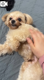 ライオンさんなっちゃった🦁