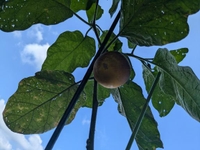 夏休みもあとすこし🍉🌙