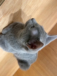 おはよん(ᐢ˙꒳​˙ᐢ )