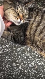 [お題]／みたよ