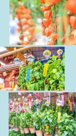 夏の風物詩