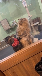 明日もおやすみ？