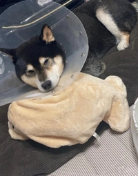 本日出勤します🐇🎀