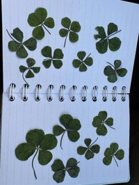 すごい数や‼️🍀