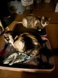 猫みたいなことしてる🐱︎💕︎