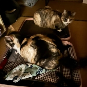 猫みたいなことしてる🐱︎💕︎