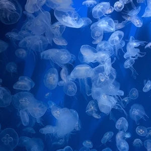 🌟追加🌟