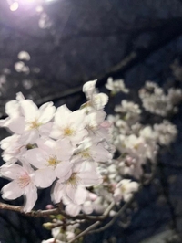 夜桜🌸