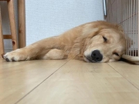 今日の夜ご飯は♡