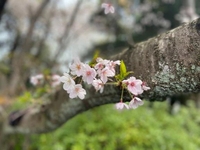 お花見🌸
