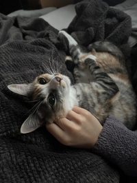 憧れのお部屋と睡眠導入剤🐱💜