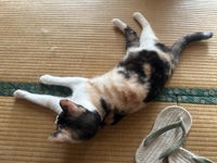 🐈しかばネコ🐈