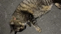いつもありがとう⸜🌷︎⸝‍