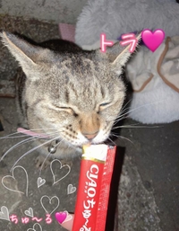 とら🩷ちゅ〜る🩷