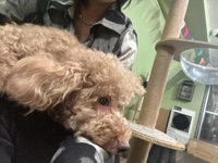 ペットになりたい🐶