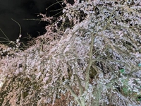 桜はあっという間に咲いて舞う