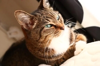 [お題]‎ദ്ദിᵔ.˛.ᵔ₎