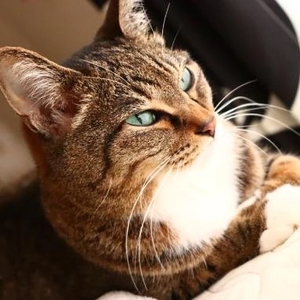 [お題]‎ദ്ദിᵔ.˛.ᵔ₎