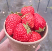 いちご 🍓