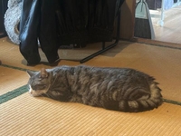 _( _´･-･)_ぺたぁ💕