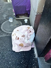 一昨日のトラちゃん🐱