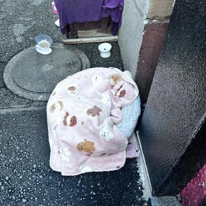 一昨日のトラちゃん🐱