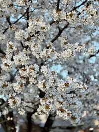 今日は10本あげる( •̀_•́)ง♡