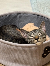 🐱実は○○派です🐱