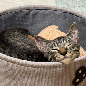 🐱実は○○派です🐱