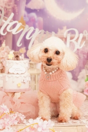 わんちゃんの💕