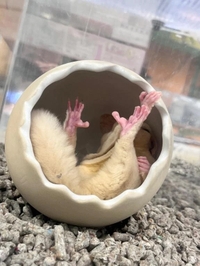 ペットショップの話