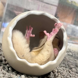 ペットショップの話