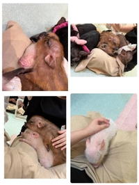 癒されに🐷