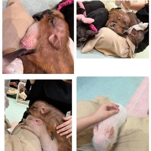 癒されに🐷