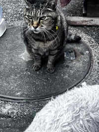 今日のトラちゃん🐱