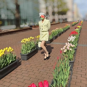 チューリップ🌷🤍