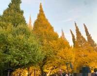 💗神宮外苑💗