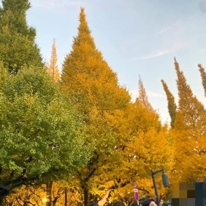 💗神宮外苑💗